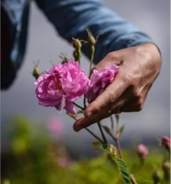 Miss Dior Absolutely Blooming 50 Ml - Eau De Parfum - Damesparfum -Parfum Winkel 1114x1200