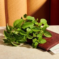 Gucci Guilty Pour Femme Eau De Parfum Intense -Parfum Winkel 1200x1200 6