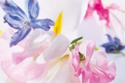 Dior Miss Vrouwen 50 Ml -Parfum Winkel 1200x800 23