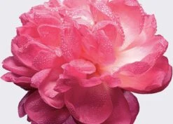 Miss Dior Absolutely Blooming 50 Ml - Eau De Parfum - Damesparfum -Parfum Winkel 1200x862